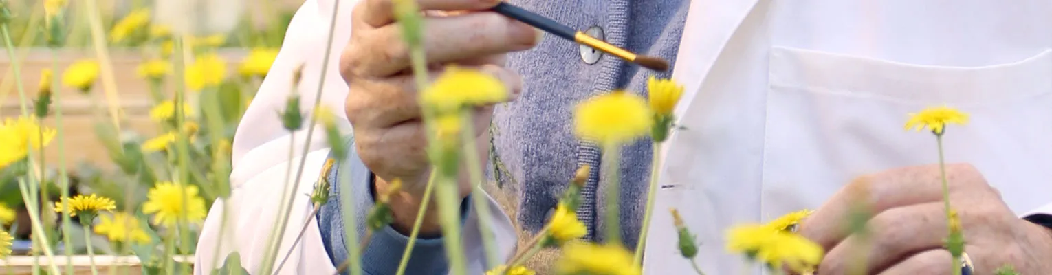 paint brush coating a Dussian dandelion