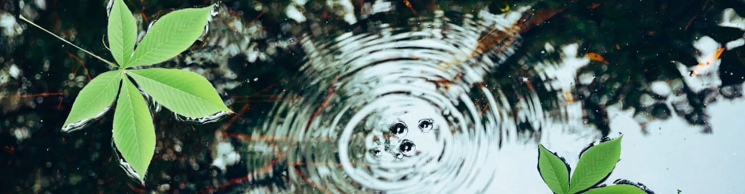 ripples in the water with green buckeye leafs floating on the surface of the water