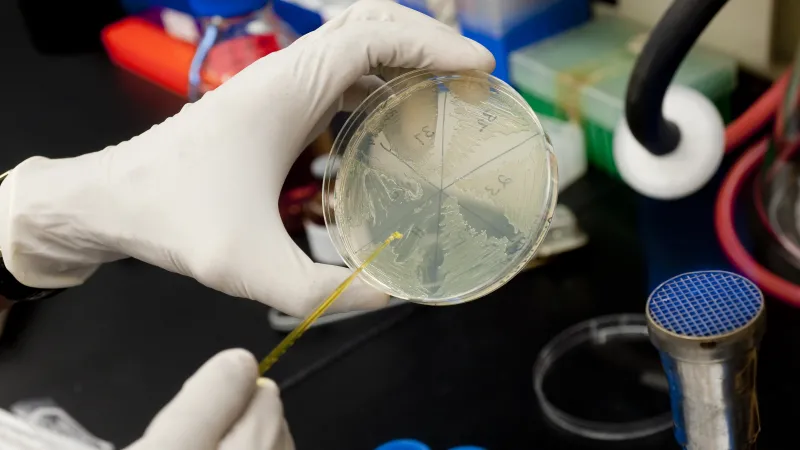 gloved hands swabbing a petri dish filled with augur