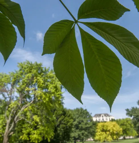 Buckeye leaves close up with the library in the background