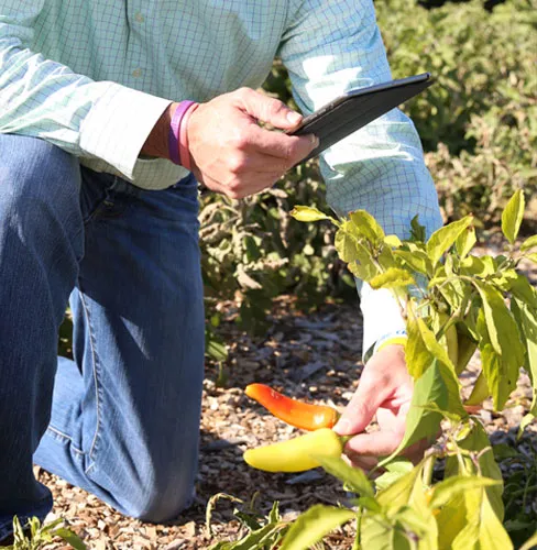 Researcher using a tablet in the field to record agriculture results