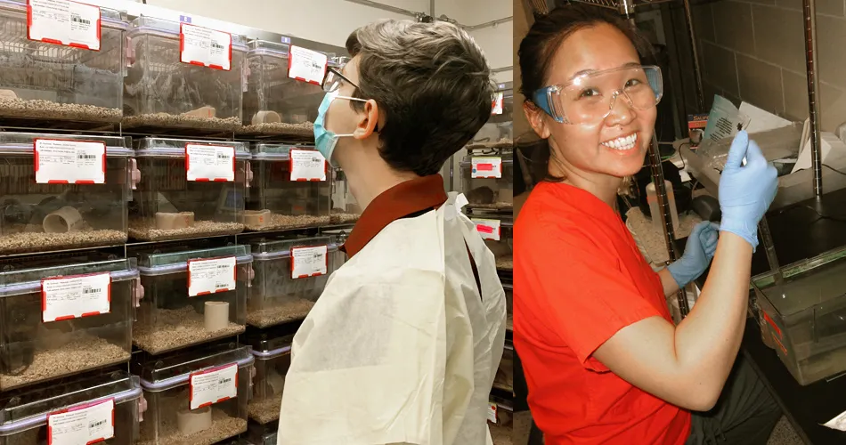 student looking at the mice in cages and a student wearing gloves in the lab